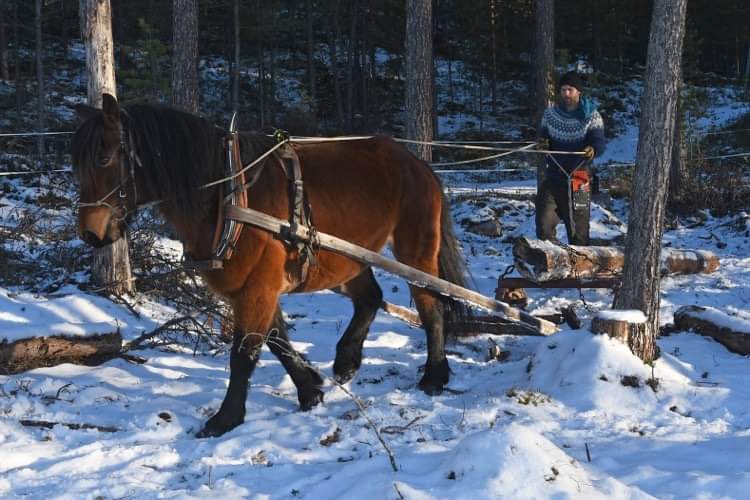 Plockhuggna stolpverkstommar och traditionella träskidor från Hedeviken